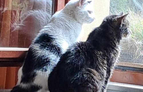 Unterkunft Mohr - Gemütlichkeit im Souterrain - Foto 16