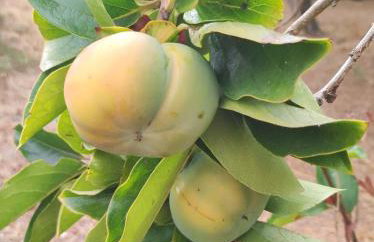 Anatolika Stamatis Paradise - Photo 64