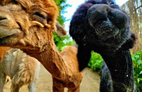 Alpakowy raj - Foto 21