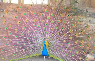 Pousada Fazendinha Beach Club Arraial do Cabo - Photo 70