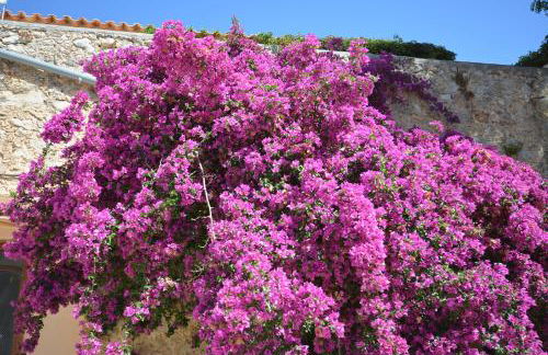 Agroturismo Finca Dalt Murada - Photo 24