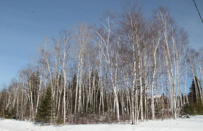 Les Trois Mentors Ghandi, Mandela, Luther King - Foto 10