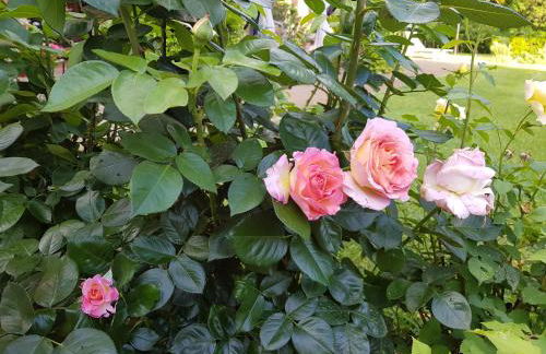 La Villa delle Rose - Photo 8