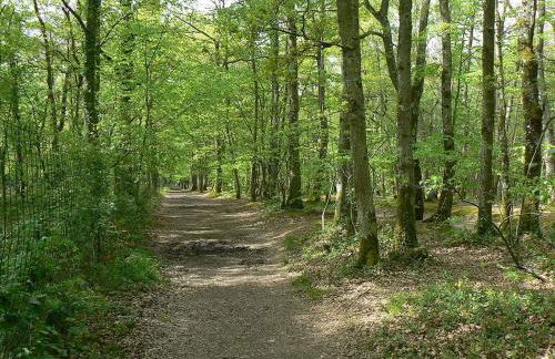 House near forest - Foto 8