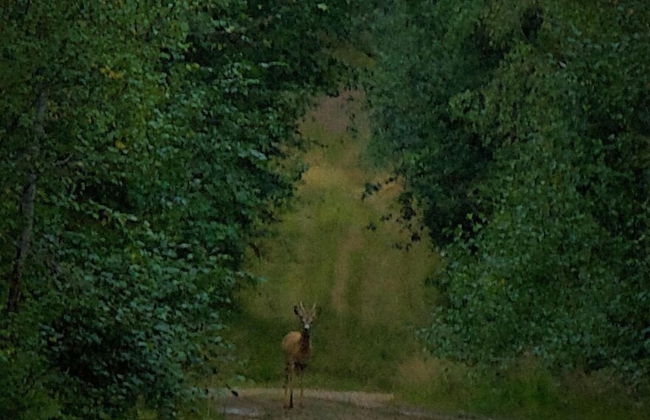 Vildmarks Lodge - Photo 24