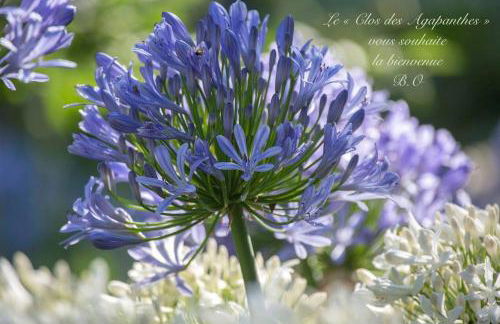 Le Clos des Agapanthes - Foto 5