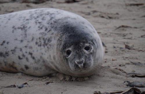 Villa Ludwig Fewo - Foto 35