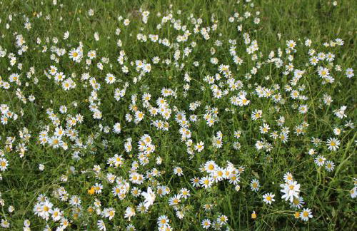 La maison de Demeter, 10 min d'Eugénie, calme des Landes Intérieures - Foto 29