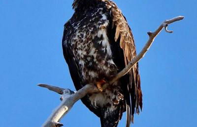 Luxury Living at The Eagles Perch Palmer AK - Foto 10