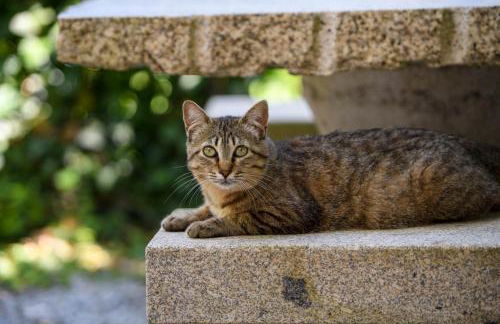 Afonso's House Gerês I - Foto 28