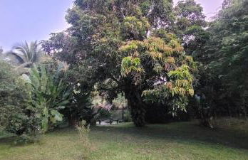 Sítio Com riacho particular em Cachoeira de Macacu - Foto 17