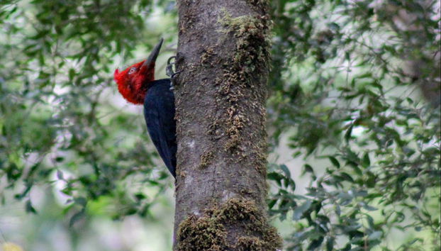 Tepuhueico Park Ticket - Foto 4