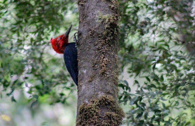 Tepuhueico Park Ticket - Foto 7