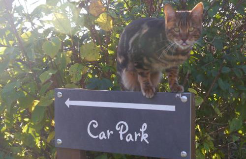 Dozmary Cottage - Foto 21