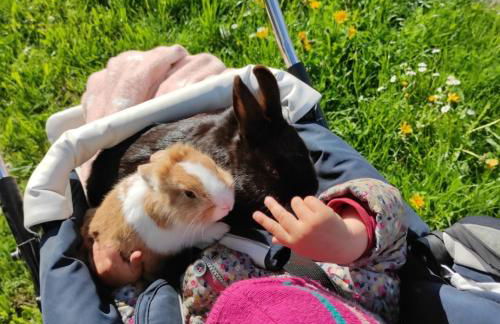 Ferienhof Broger FeWo Bergblickle mit Pool - Foto 58