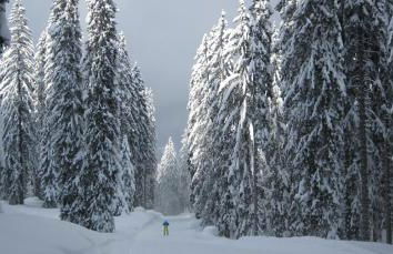 Ferienwohnungen Ortner-Hof inkl. Chiemgaukarte - Foto 5