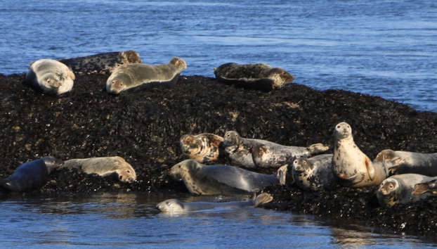 Passeio de barco pelas pontes do Forth - Foto 4