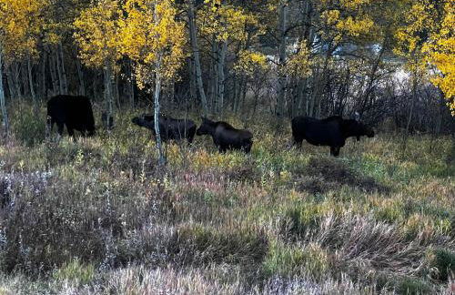 Meandering Moose Apartment Vacation Rental - Foto 28