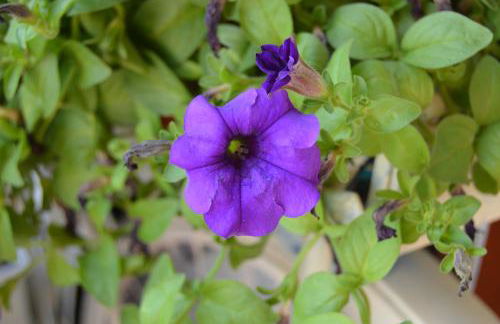 La Terrazza di Cirico' - Foto 35