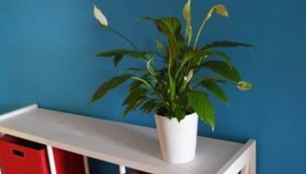 Entrada (vista interior)