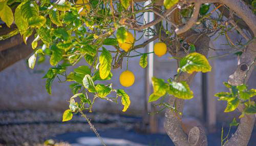 Villa Flamencos - PlusHolidays - Foto 5