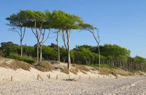 Landhaus Darss - Foto 28