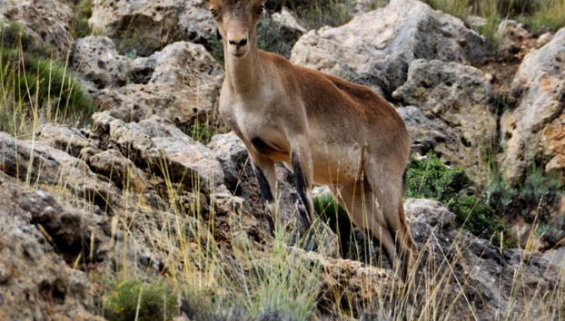 Apartamentos Rurales Sierra de Gúdar - Foto 2