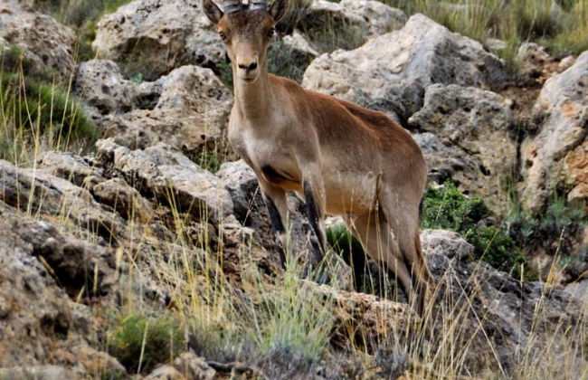 Apartamentos Rurales Sierra de Gúdar - Foto 2