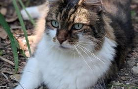 La Rose et Le Loup Gîte Éco-vintage - Foto 35