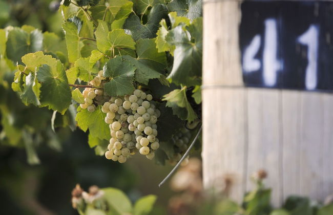 Mudgee Valley Park - Foto 33