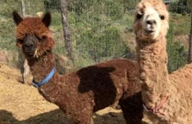 Studio Cabin Suite on Organic Farm Stay near Taos, New Mexico - Foto 35