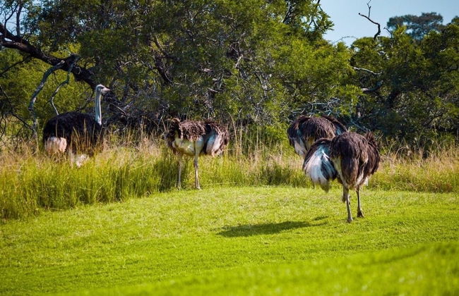 156 Euphoria Boutique Villa - Euphoria Golf Estate & Hydro - Foto 34