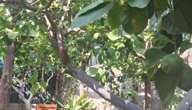 Grazia's Home - Foto 4