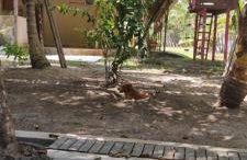 Sitio na floresta px a Belém - Photo 11