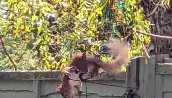 Cosy Highland Cottage - Foto 3