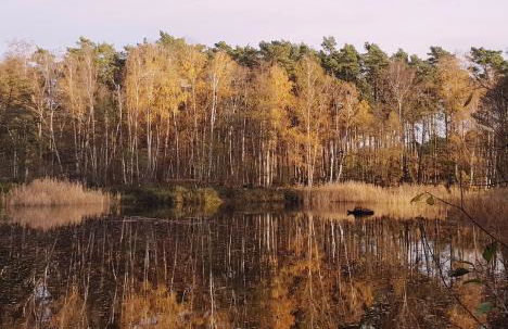 Omas Linde - Foto 28