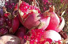 Agriturismo Valiana - Foto 56