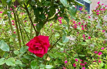 LaPetite Maison Abigail, Peaceful home in Avignon - Photo 39