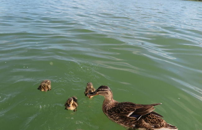Waterval in het Huis Boshoek - Foto 19