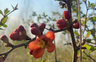 Rancho „Czajone na pigwowcu” - Foto 34