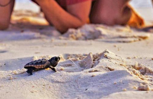 Luxury Beachside Condo 1 Steps to the Beach - Foto 47