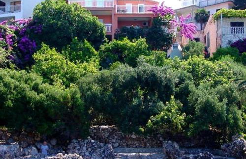 Lemon tree - Foto 6
