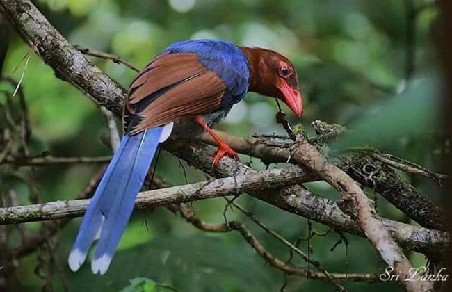 Yala Waves Beach Resort - Foto 30