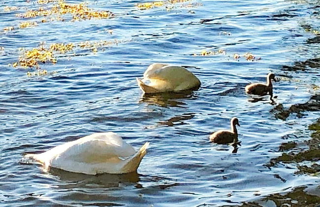 5 Person Holiday Home in Djurhamn-by Traum - Foto 40