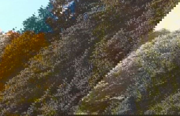 Pine Cones in the Haslehaus - Foto 18