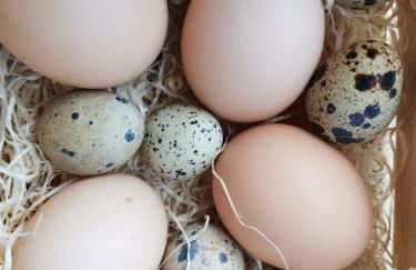 Gfliererhof - Foto 57