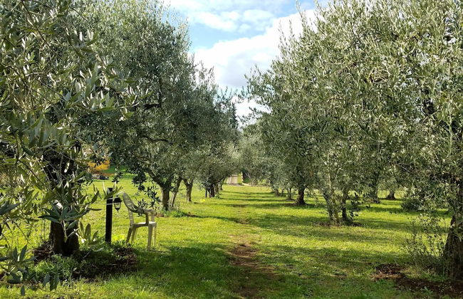 Olive Tree Hill - Foto 18