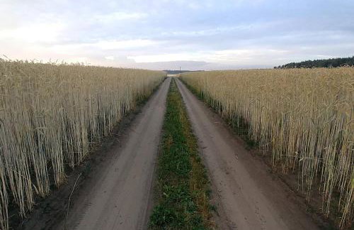 Dom wakacyjny nad jeziorem Zajączkowskim - Foto 36