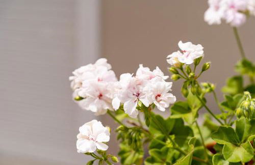 Asteri Studios - Photo 37