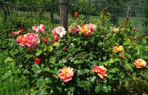 Agriturismo la Fattoria al Crocefisso - Foto 19